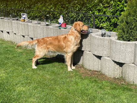 Wunderschöner, erfahrener Golden Retriever Deckrüde mit FCI-Abstammung und Top Gesunheitswerten