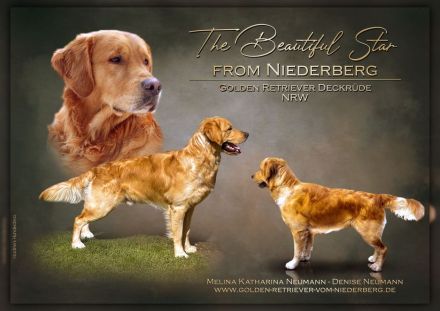 Wunderschöner, erfahrener Golden Retriever Deckrüde mit FCI-Abstammung und Top Gesunheitswerten