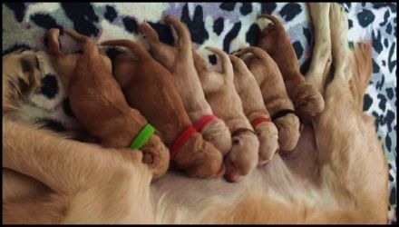 The beautiful Star from Niederberg - Golden Retiever Welpen  Wurfplanung Feb.2023