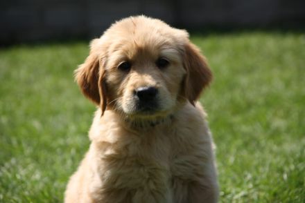 The beautiful Star from Niederberg - Golden Retiever Welpen  Wurfplanung Feb.2023