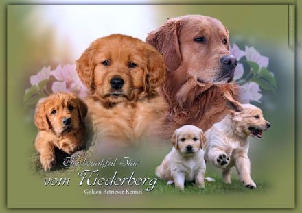 The beautiful Star from Niederberg - Golden Retiever Welpen  Wurfplanung Feb.2023