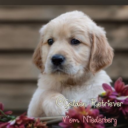 The beautiful Star from Niederberg - Golden Retiever Welpen  Wurfplanung Feb.2023