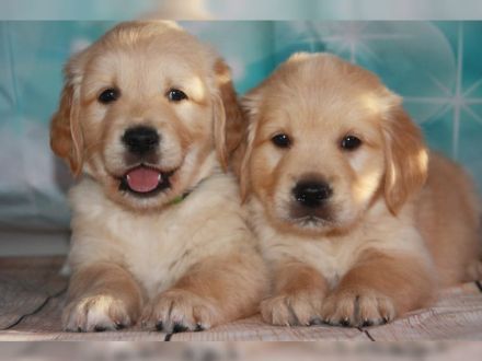 The beautiful Star from Niederberg - Golden Retiever Welpen  Wurfplanung Feb.2023