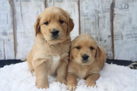 The beautiful Star from Niederberg - Golden Retiever Welpen  Wurfplanung Feb.2023