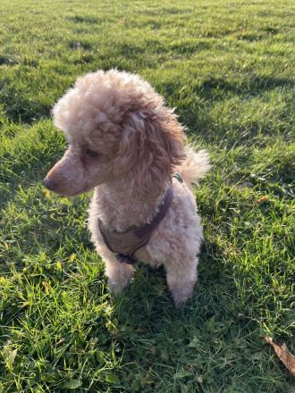 3 Jähriger Deckrüde Löwa - Zwergpudel (reinrassig)