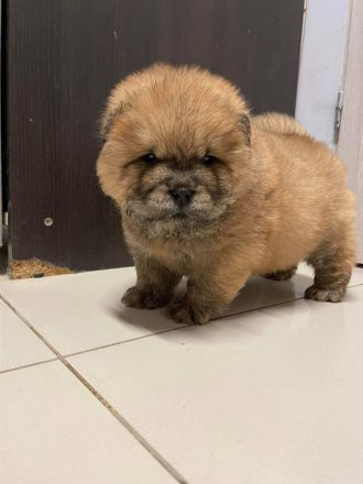 Chow Chow Welpen Abgabebereit