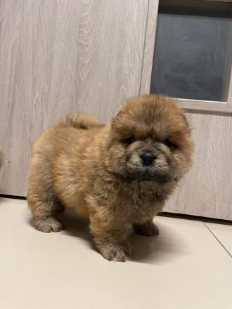 Chow Chow Welpen Abgabebereit