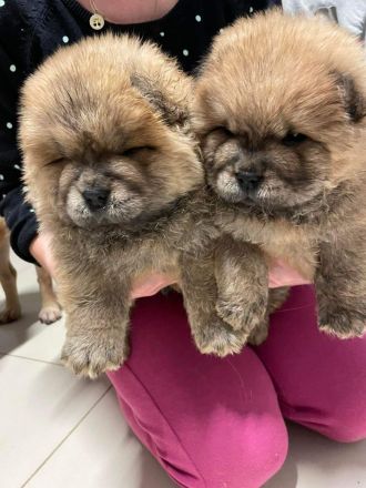 Chow Chow Welpen Abgabebereit