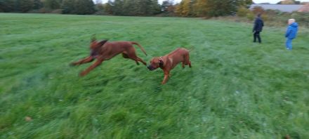 Rhodesian Ridgeback Rüde und Hündin mit Ahnentafel