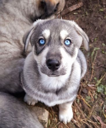 Kleiner Buddy sucht sein Zuhause