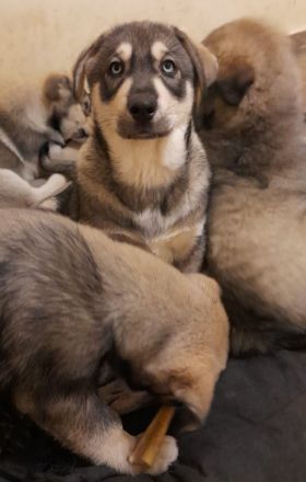 Kleiner Buddy sucht sein Zuhause