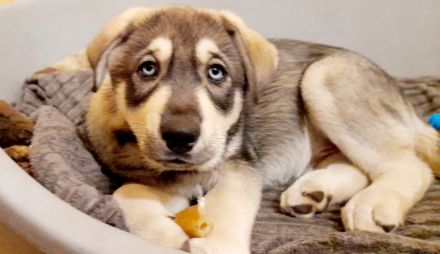 Kleiner Buddy sucht sein Zuhause