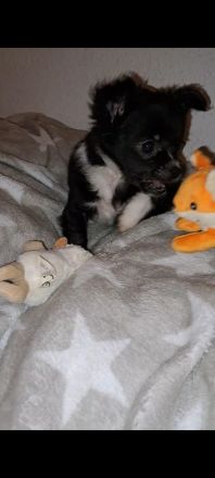 Chihuahua Welpen zu verkaufen