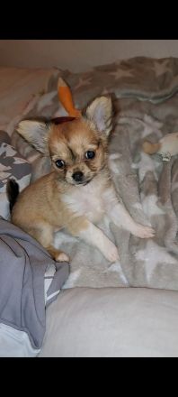 Chihuahua Welpen zu verkaufen