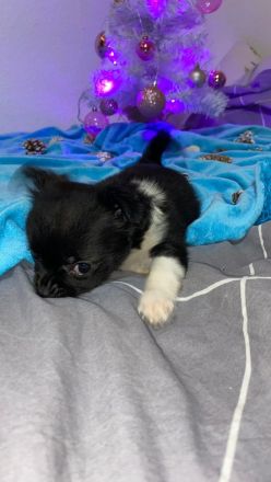 Chihuahua Welpen zu verkaufen