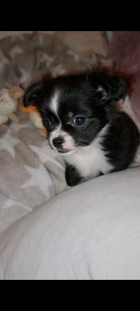 Chihuahua Welpen zu verkaufen