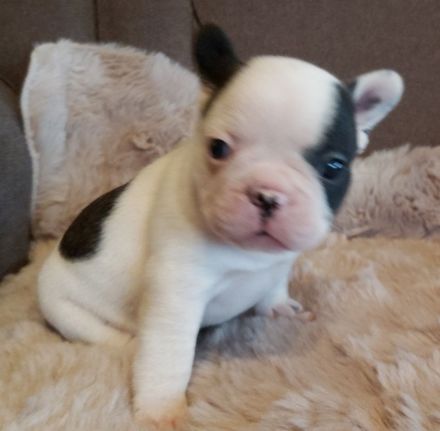 Französische Bulldoggen Welpen