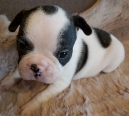 Französische Bulldoggen Welpen