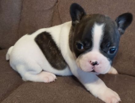 Französische Bulldoggen Welpen