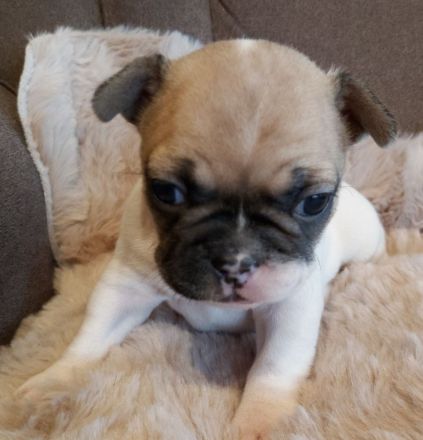 Französische Bulldoggen Welpen