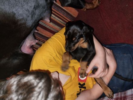 Dobermannwelpen