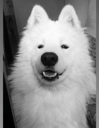 Sammy sucht ein Zuhause!