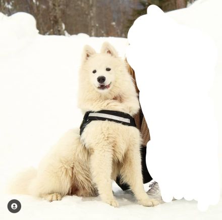 Sammy sucht ein Zuhause!