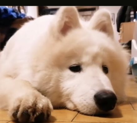 Sammy sucht ein Zuhause!