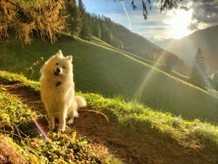 Sammy sucht ein Zuhause!