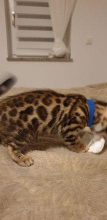Bengalkitten reinrassige