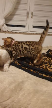 Bengalkitten reinrassige