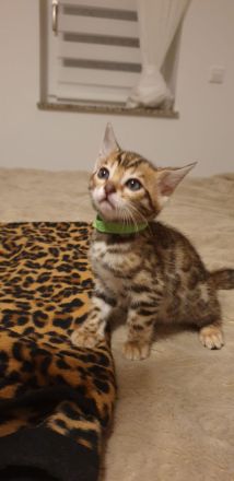 Bengalkitten reinrassige