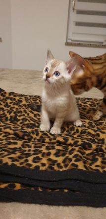 Bengalkitten reinrassige