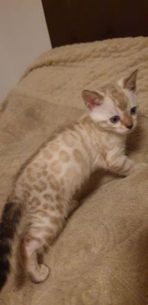 Bengalkitten reinrassige