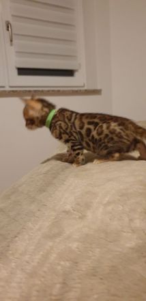 Bengalkitten reinrassige