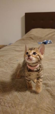 Bengalkitten reinrassige