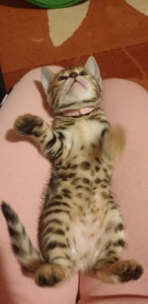 Bengalkitten reinrassige