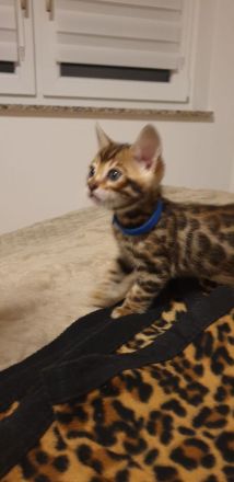 Bengalkitten reinrassige