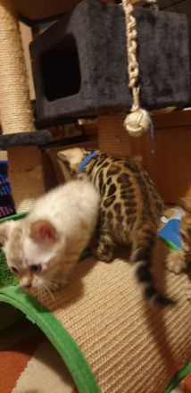 Bengalkitten reinrassige