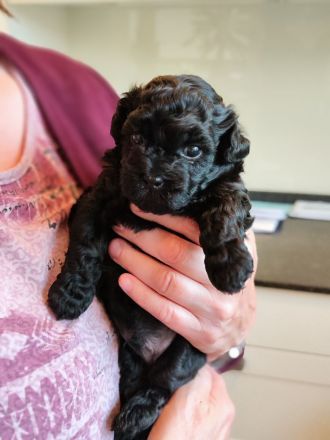 Havaneser Welpe Mailo ist vergeben