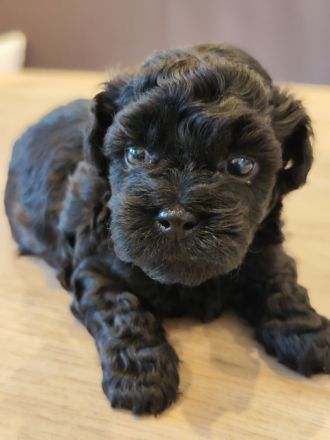 Havaneser Welpe Mailo ist vergeben