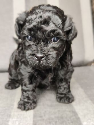 Havaneser Welpe Mailo ist vergeben