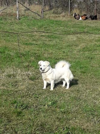 Hübsche Hündin •Lena•