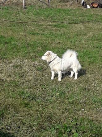 Hübsche Hündin •Lena•