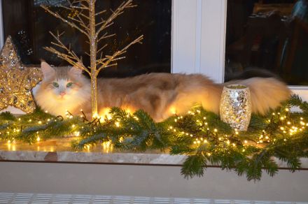 von Blicharskis Tieroase