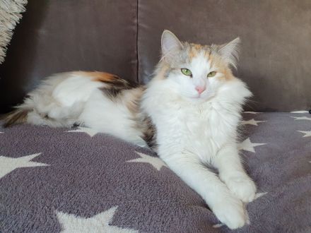 von Blicharskis Tieroase