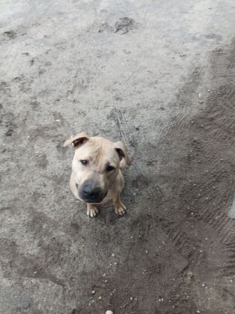 American Bulldog Mix Eddie