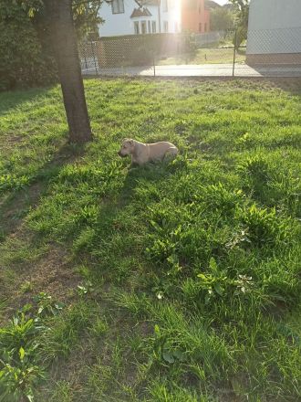 American Bulldog Mix Eddie