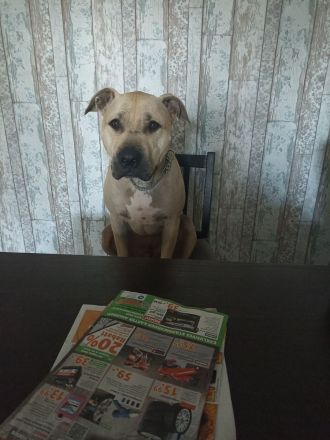 American Bulldog Mix Eddie