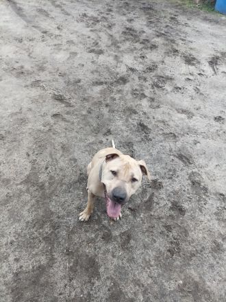 American Bulldog Mix Eddie